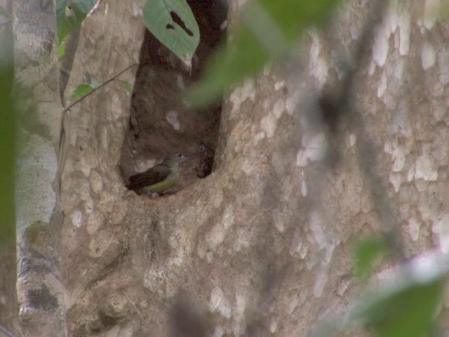 Little Spiderhunter - ML201558611