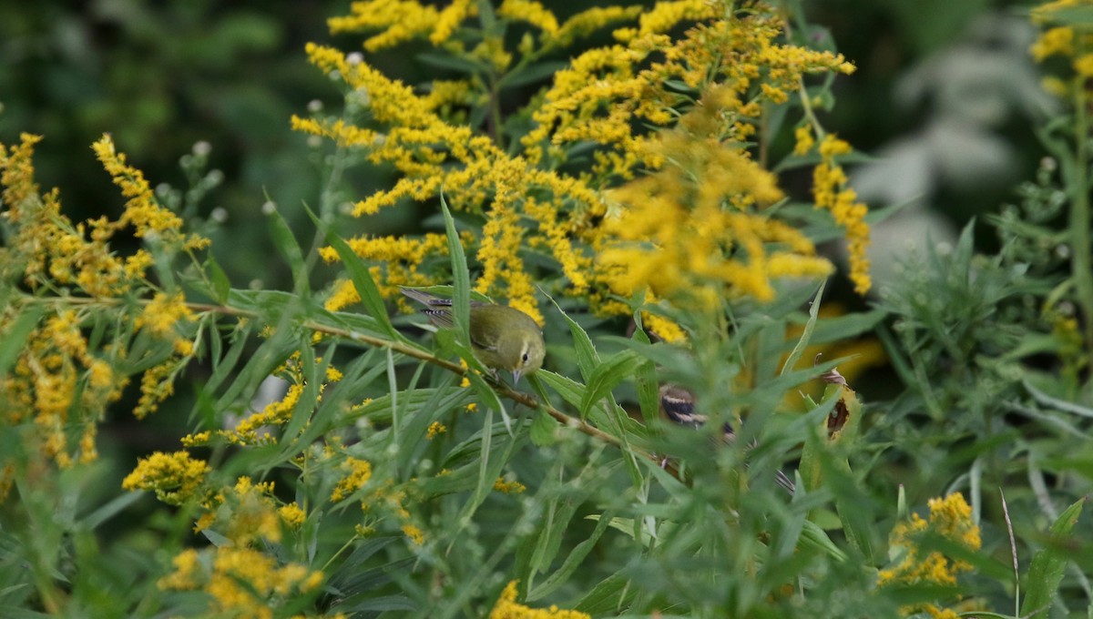 Tennessee Warbler - ML20155871