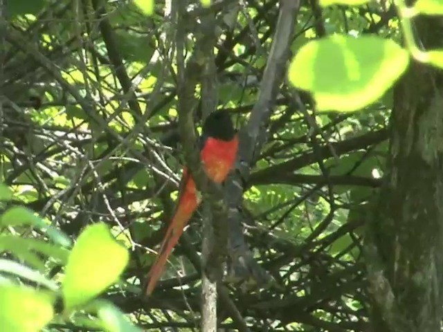 Long-tailed Minivet - ML201558721