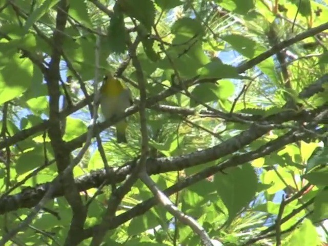 Chestnut-flanked White-eye - ML201558741