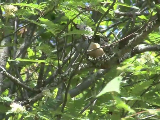 茶腹鳾(sinensis/formosana) - ML201558751