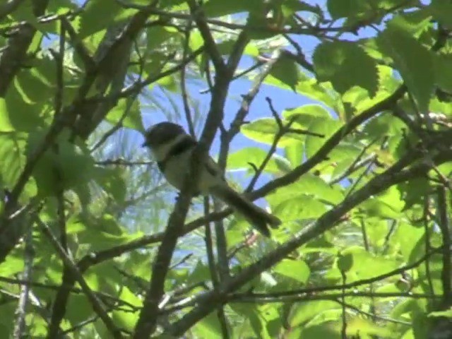 Sooty Tit - ML201558761