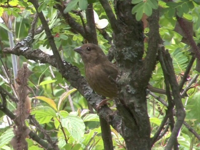 Vinaceous Rosefinch - ML201558771