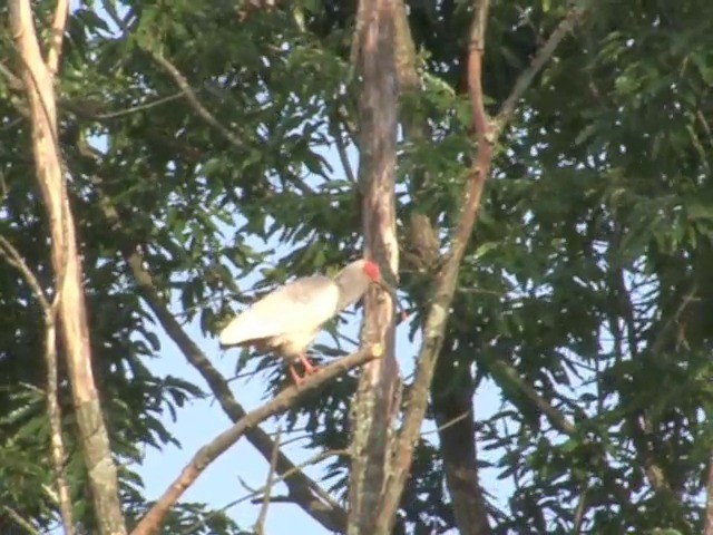 Crested Ibis - ML201558791