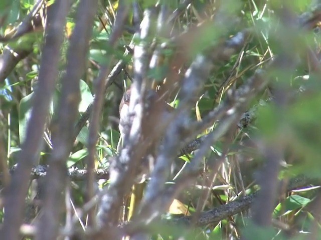 Spectacled Fulvetta - ML201558801