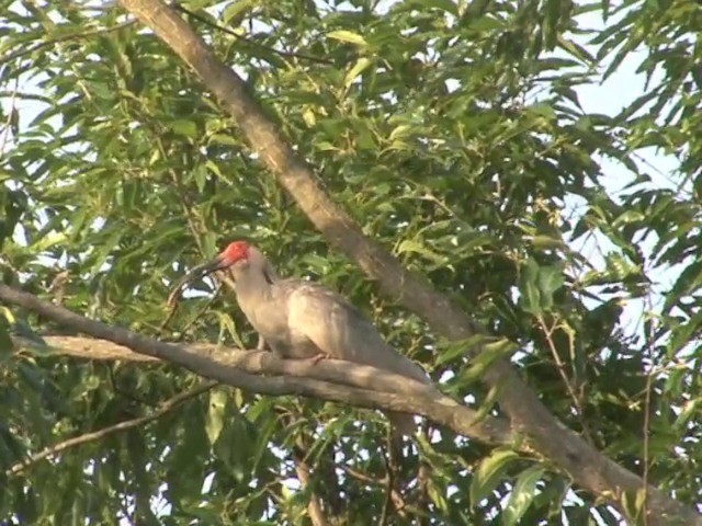 Crested Ibis - ML201558821