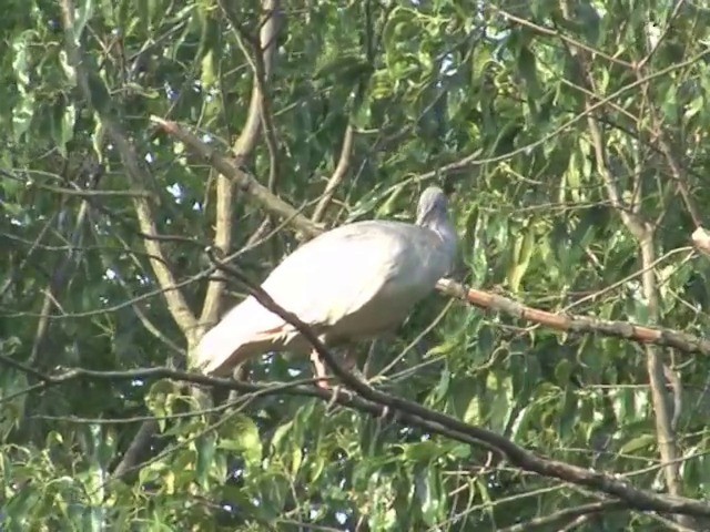 Crested Ibis - ML201558841