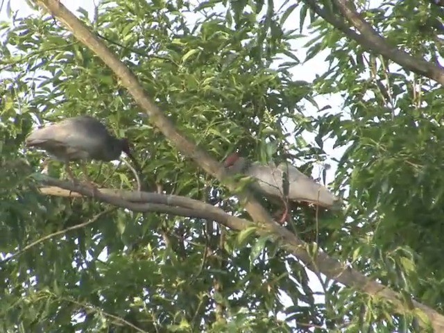 Crested Ibis - ML201558861