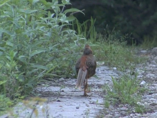 Golden Pheasant - ML201558891