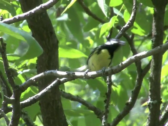 Yellow-bellied Tit - ML201558921