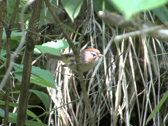 Spectacled Fulvetta - ML201558931