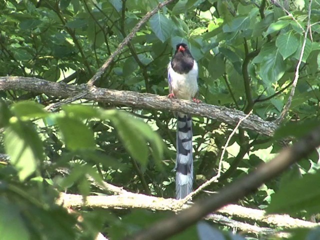 Red-billed Blue-Magpie - ML201558941