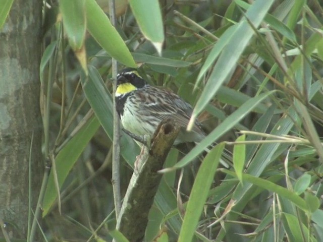 Yellow-throated Bunting - ML201558981