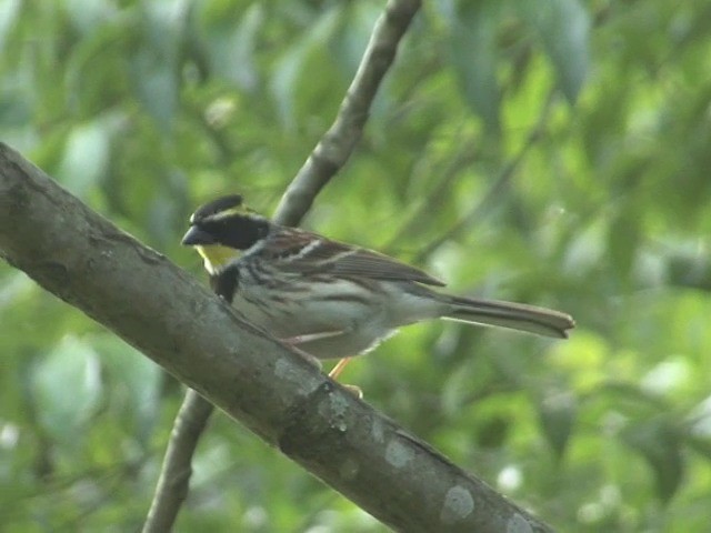 Yellow-throated Bunting - ML201558991