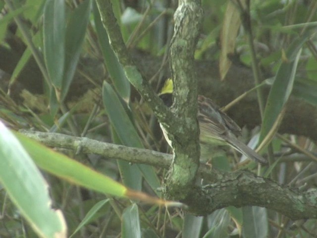 Yellow-throated Bunting - ML201559001