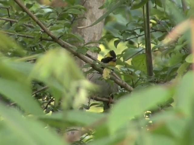 Yellow-throated Bunting - ML201559011