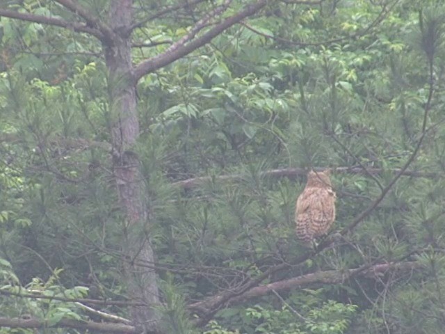 Tawny Fish-Owl - ML201559021