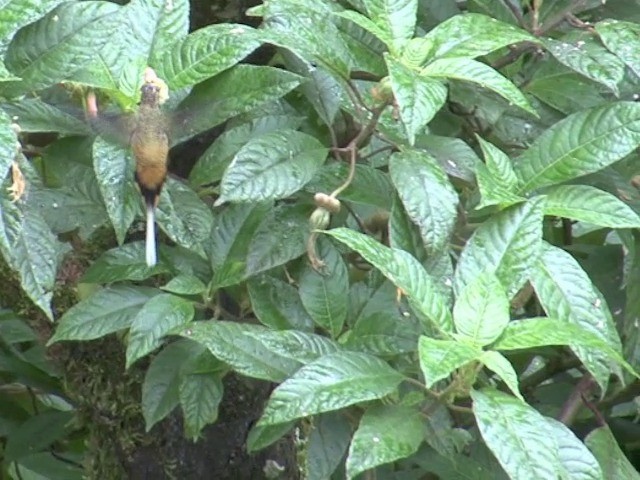 Ржавчатый колибри-отшельник - ML201559041