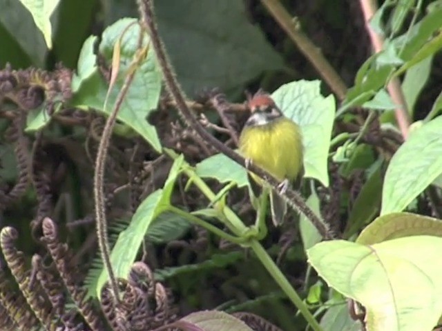 Rufous-crowned Tody-Flycatcher - ML201559111