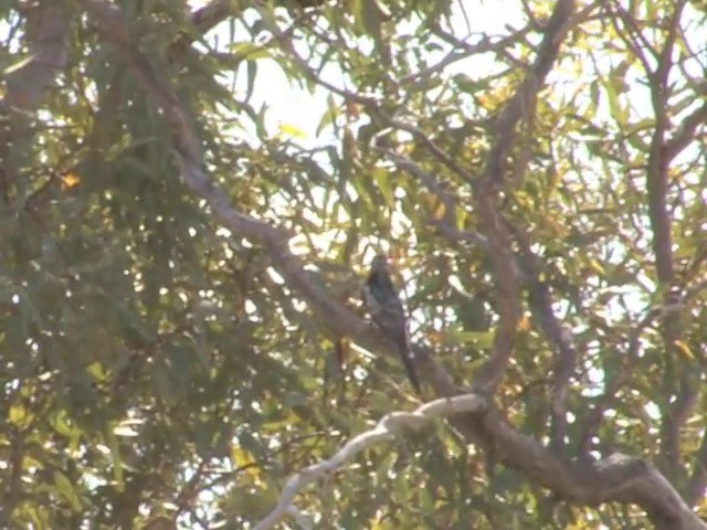 Pallid Cuckoo - ML201559141