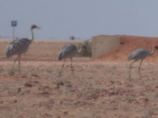 Grue brolga - ML201559171