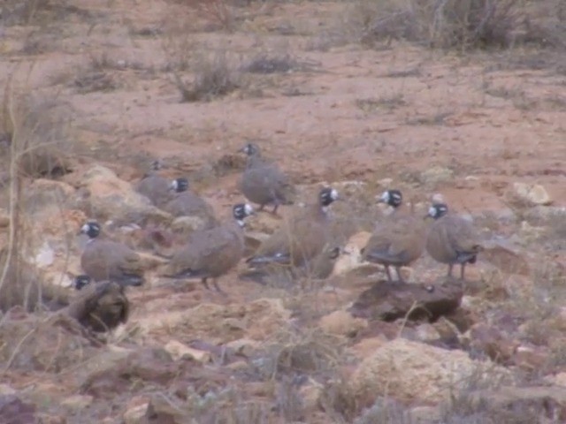 Flock Bronzewing - ML201559181