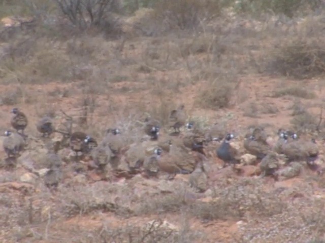 Flock Bronzewing - ML201559191