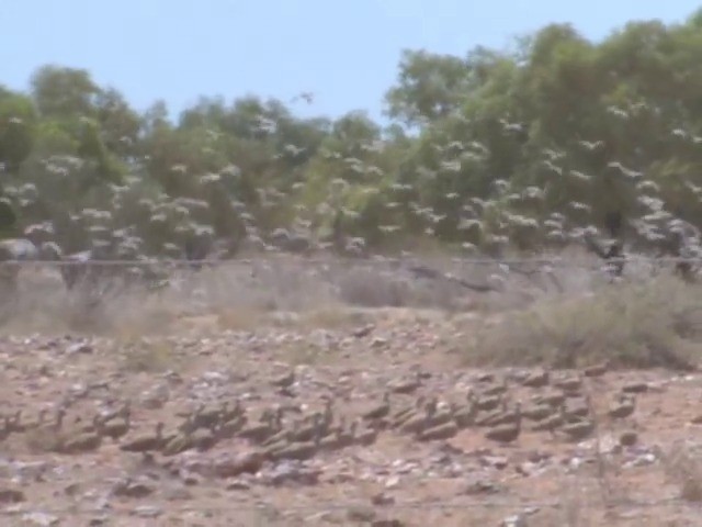 Flock Bronzewing - ML201559201