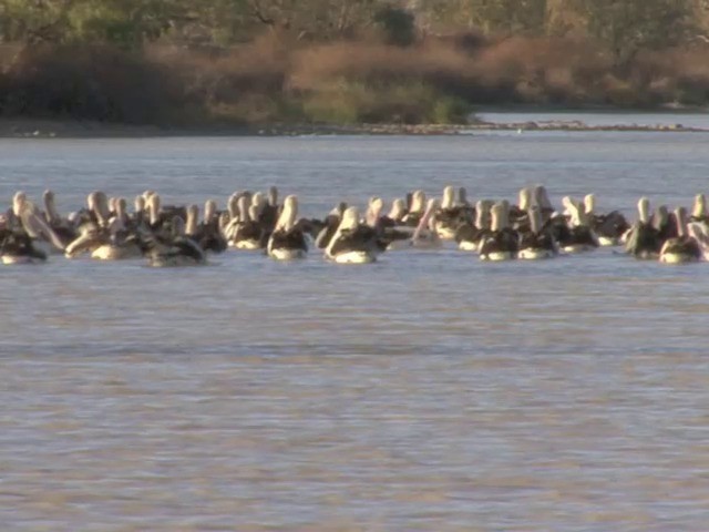 Australian Pelican - ML201559251