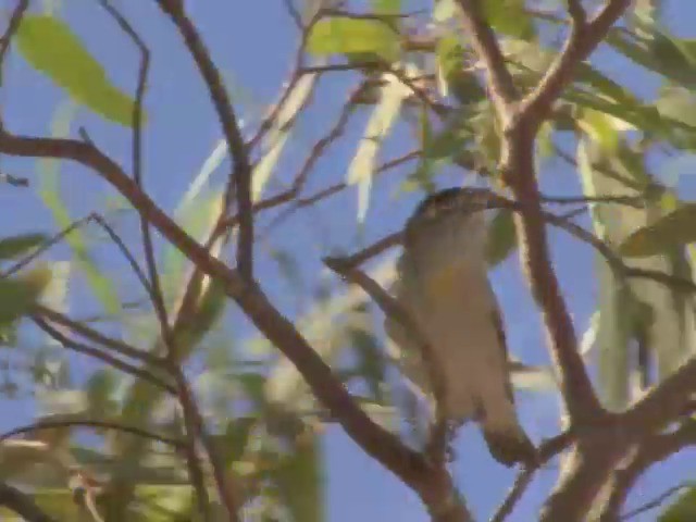 Red-browed Pardalote - ML201559261