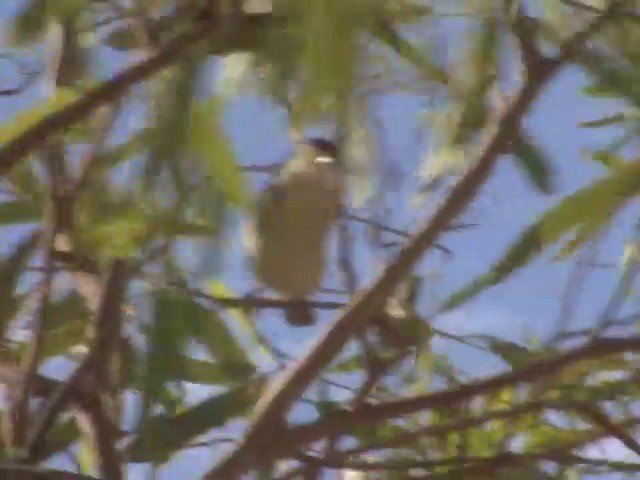 Red-browed Pardalote - ML201559271