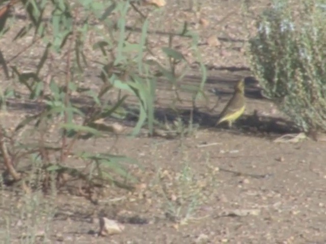 Orange Chat - ML201559281