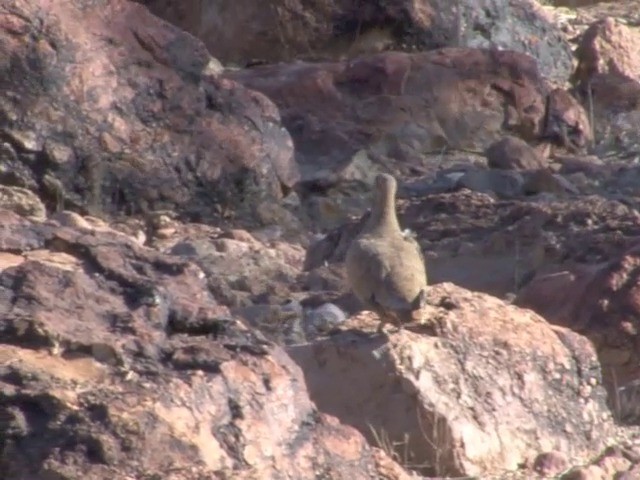 Flock Bronzewing - ML201559301