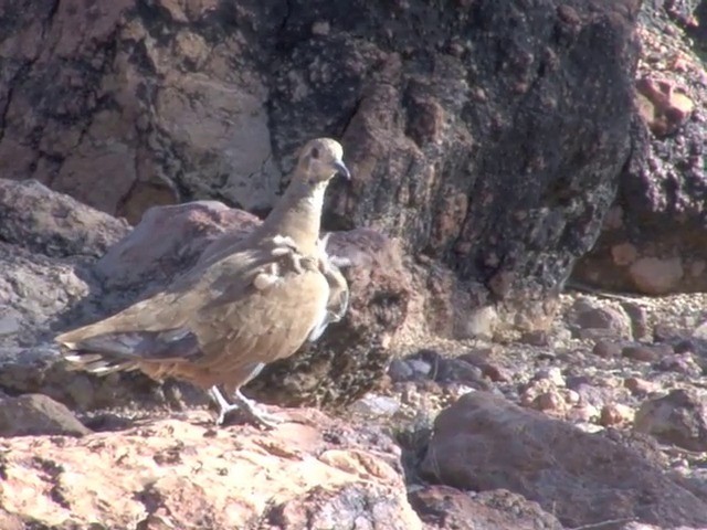 Flock Bronzewing - ML201559311