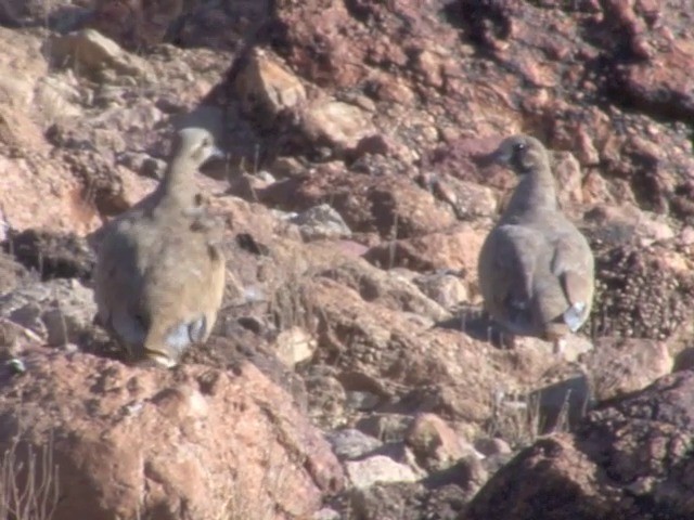 Flock Bronzewing - ML201559321