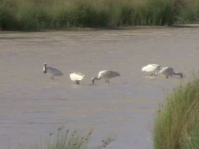 Royal Spoonbill - ML201559331