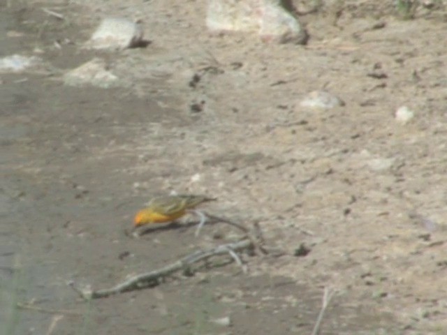 Orange Chat - ML201559341