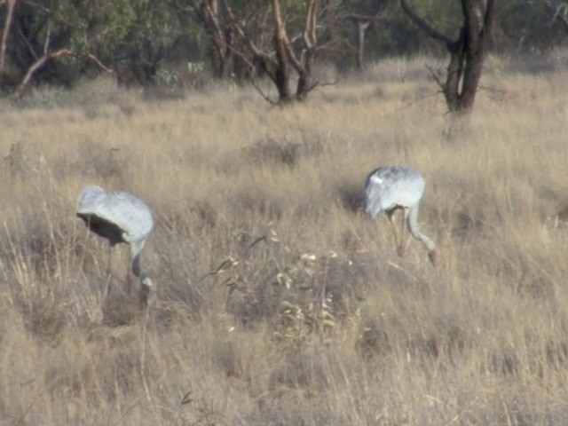 Grue brolga - ML201559351