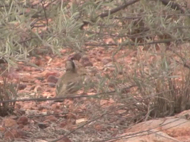 Crested Bellbird - ML201559421