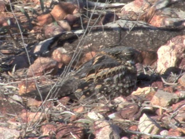 Spotted Nightjar - ML201559481