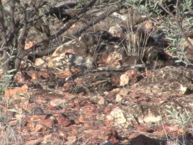 Spotted Nightjar - ML201559491