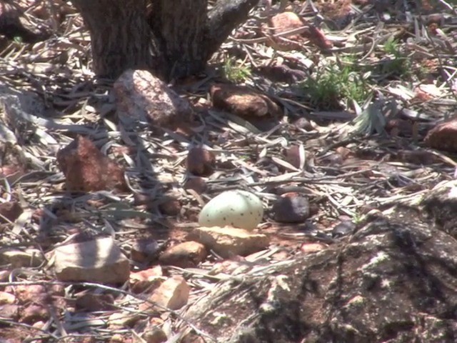 Spotted Nightjar - ML201559501