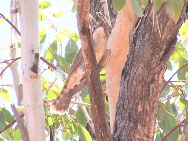 Black-eared Cuckoo - ML201559571