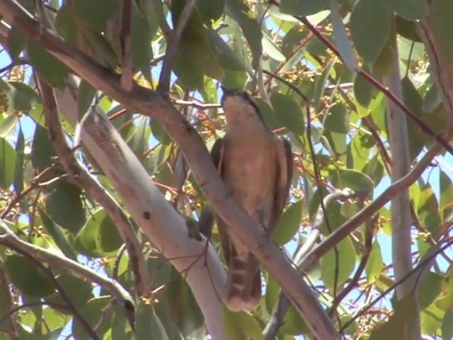 Black-eared Cuckoo - ML201559581