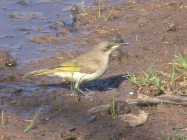 Brown Honeyeater - ML201559601