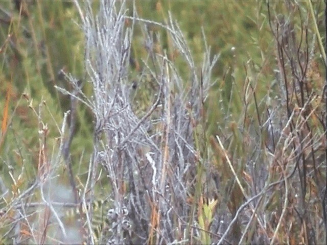 kakari zemní (ssp. wallicus) - ML201559641