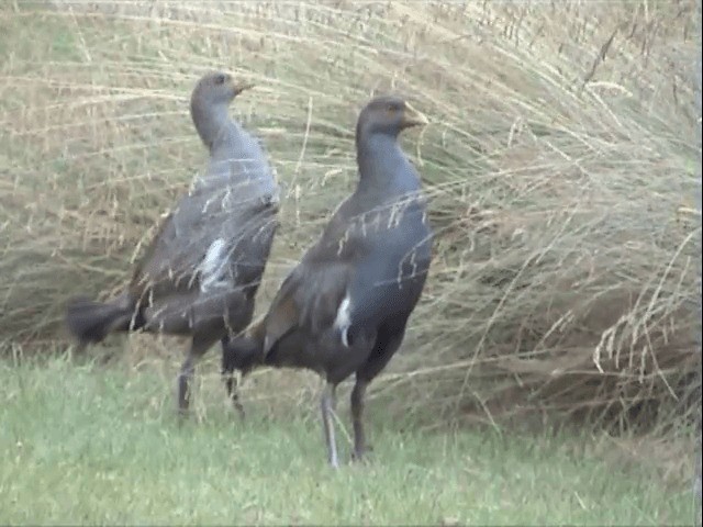 Tasmanian Nativehen - ML201559661