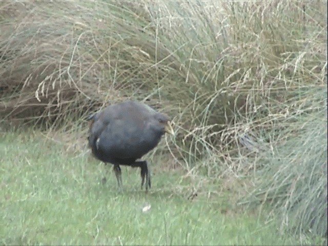 Tasmanian Nativehen - ML201559671