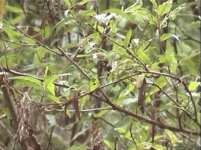 Tasmanian Thornbill - ML201559691