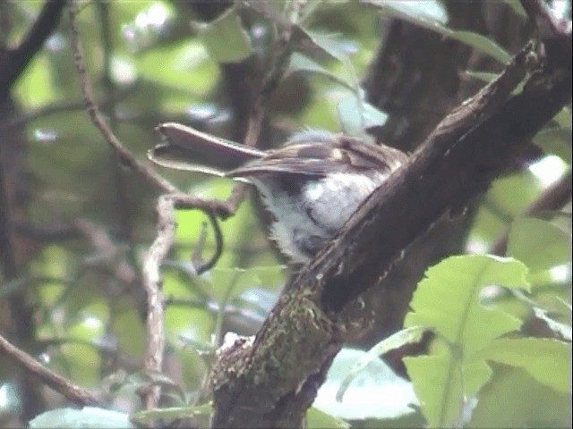 Petroica Encarnada - ML201559701